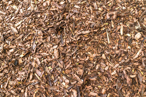 Coarse Dried Pine Bark Nuggets stock photo