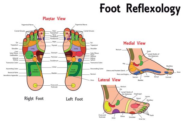 illustrazioni stock, clip art, cartoni animati e icone di tendenza di carta dei piedi di riflessologia - reflexology human foot physical therapy massaging