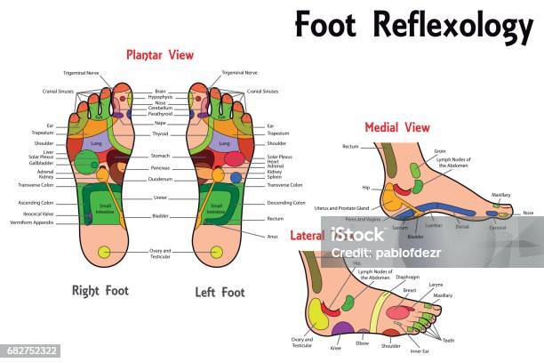 Reflexology Foot Chart Stock Illustration - Download Image Now - Reflexology, Chart, Vector