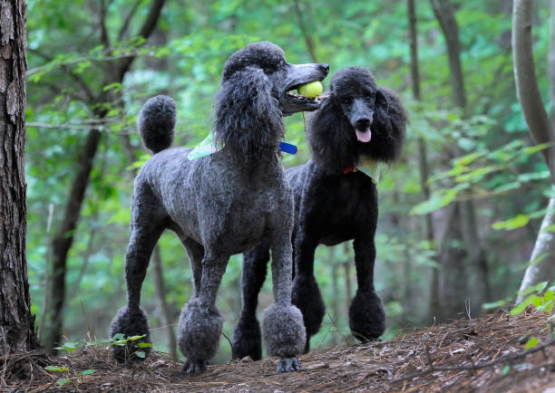 pudle grające w tenisa - standard poodle zdjęcia i obrazy z banku zdjęć