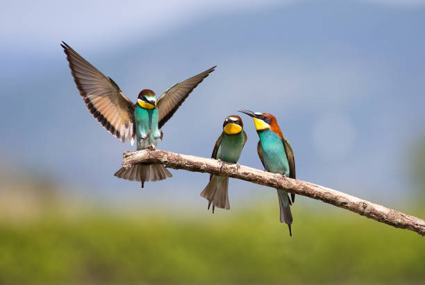Beeeater Bird Male Fight For Female Stock Photo - Download Image Now -  iStock
