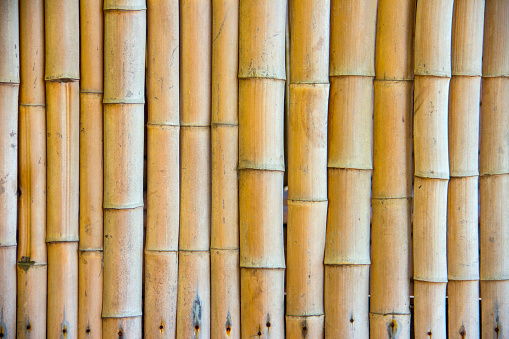 Beautiful Japanese bamboo background