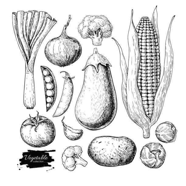 ilustrações de stock, clip art, desenhos animados e ícones de vegetable hand drawn vector set. isolated vegatarian engraved st - cauliflower vegetable white isolated