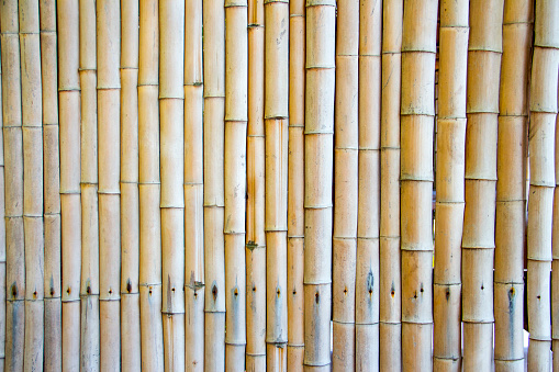 Beautiful Japanese bamboo background