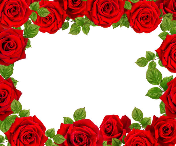 istock Frame of roses.Red  roses  on a white background. 682763646