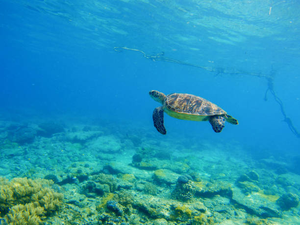 istock Wild turtle swimming underwater in blue tropical sea. 682763870