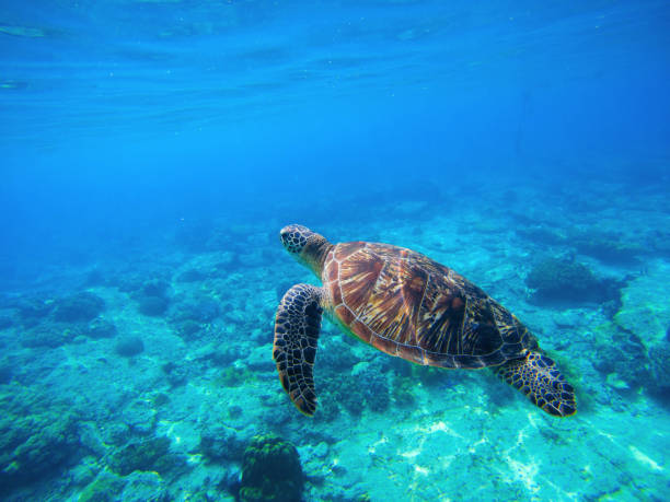 istock Sea turtle in wild nature 682764012