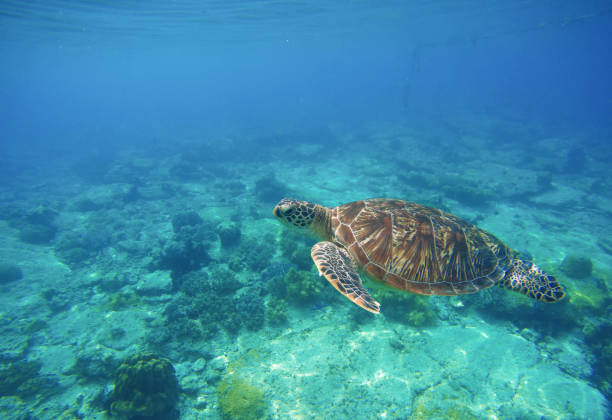 istock Wild turtle swimming underwater in blue tropical sea. 682769936