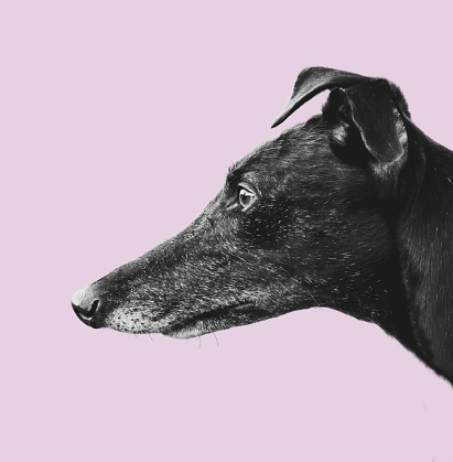 Isolated Black Greyhound Dog Profile On A Pastel Pink Backgroud