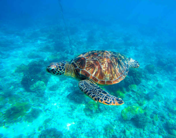 istock Wild turtle swimming underwater in blue tropical sea. 682772610