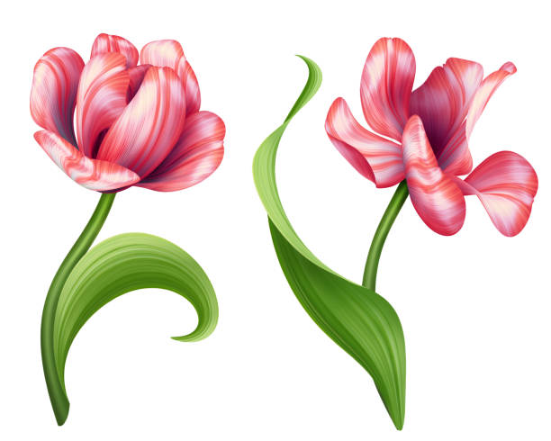 istock botanical illustration, beautiful red tulip flowers, floral clip art, design elements set, isolated on white background 682772756