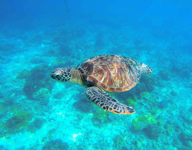 istock Wild turtle swimming underwater in blue tropical sea. 682776108