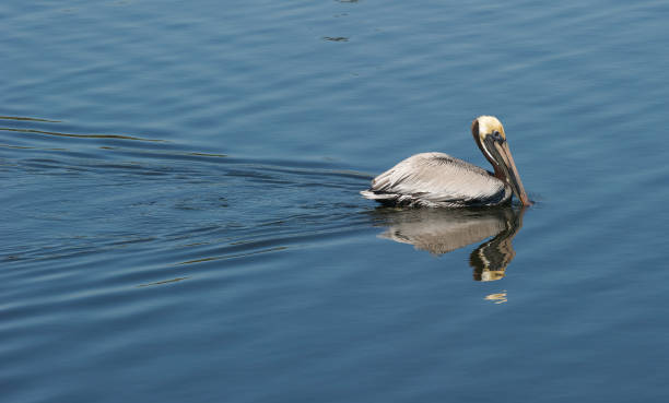 istock Pelican brown, Pelecanus occidentalis 682779974