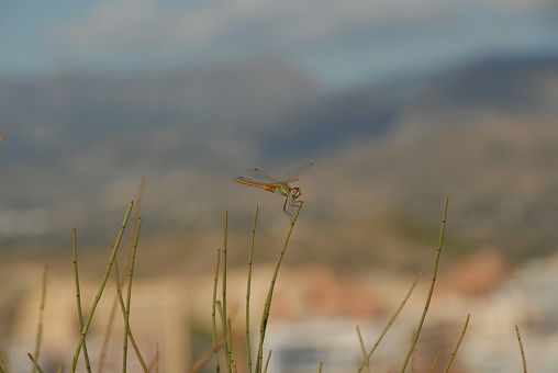 Dragonfly, Blade of Grass, Grass, Spain