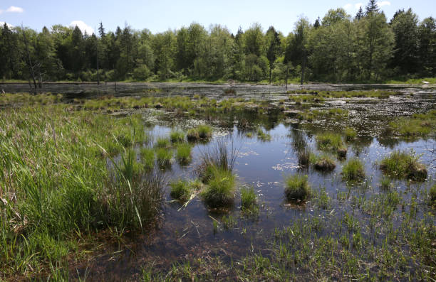 istock Wetlands in Washington, U.S. in Springtime 682786208