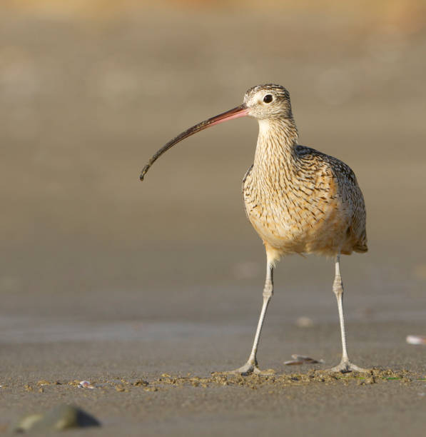 istock Long-billed Curlew, Numenius americanus 682786462