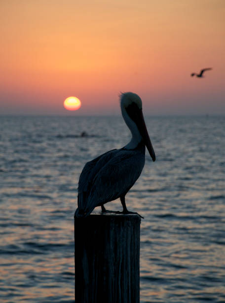 istock Pelican brown, Pelecanus occidentalis 682786670