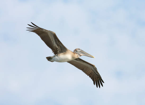 istock Pelican brown, Pelecanus occidentalis 682788932