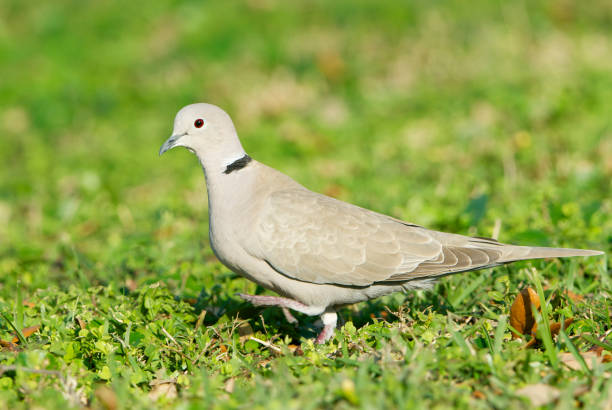 istock Eurasian Collared Dove, Streptopelia decaocto 682789964