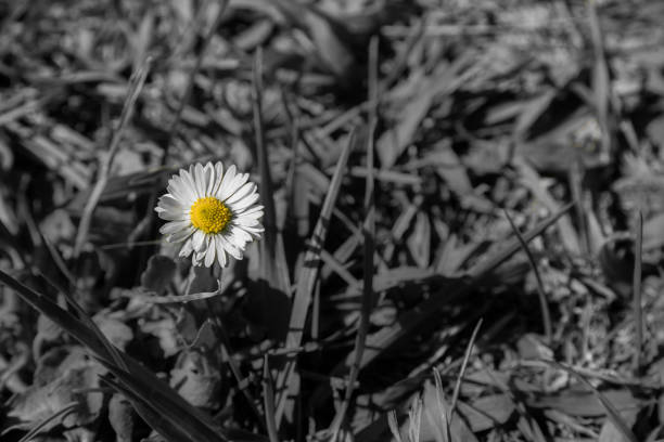 Spring flowers in the meadow