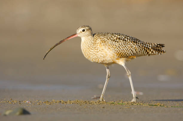 istock Long-billed Curlew, Numenius americanus 682793012
