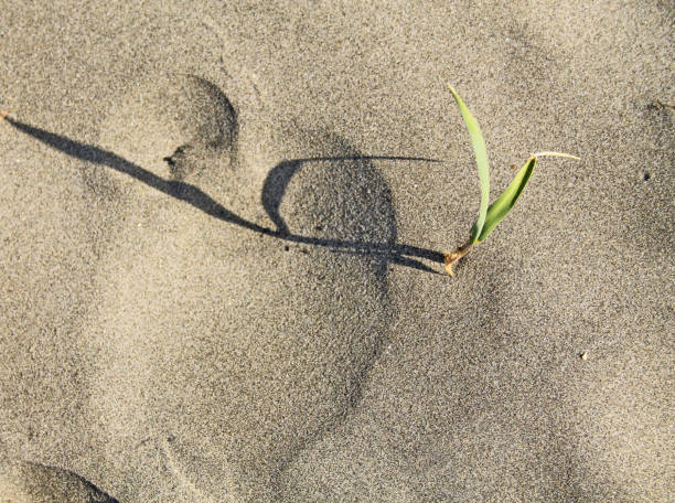 istock Out of the sand 682795204