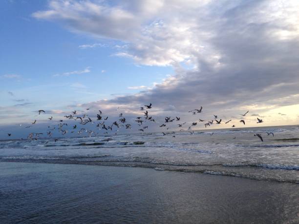 istock Seagulls Are Taking Off, North Sea 682795396