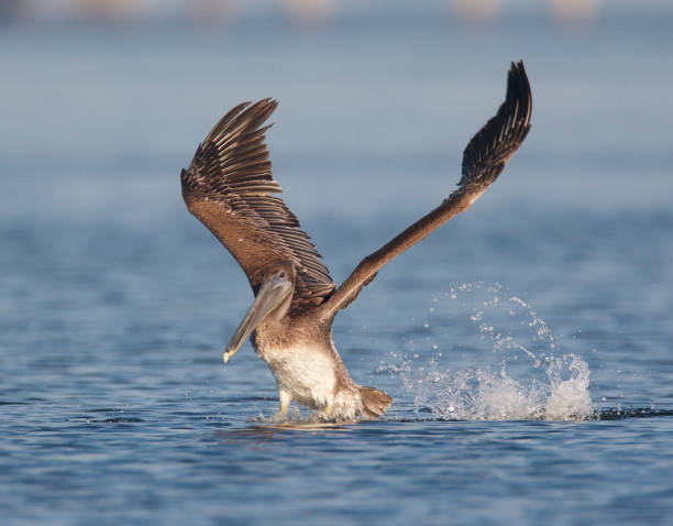 istock Pelican brown, Pelecanus occidentalis 682795496