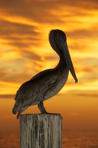 istock Pelican brown, Pelecanus occidentalis 682797806