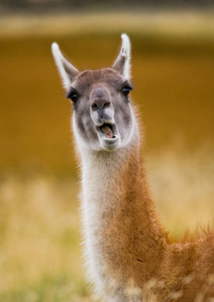 istock Portrait of guanaco. 682801024