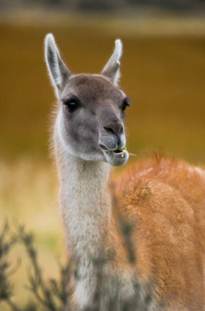istock Portrait of guanaco. 682801060