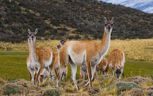 Group guanaco in the national park Torres del Paine. Chile. An excellent illustration.