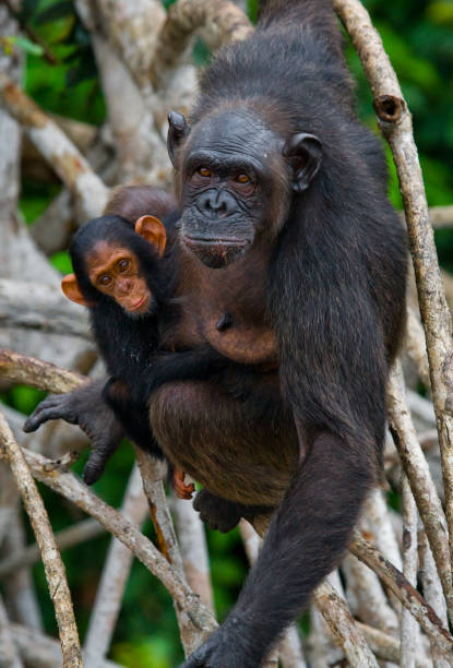 istock A female chimpanzee with a baby on mangrove trees. 682804696