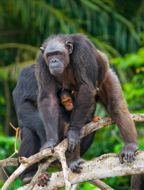 istock A female chimpanzee with a baby on mangrove trees. 682804700