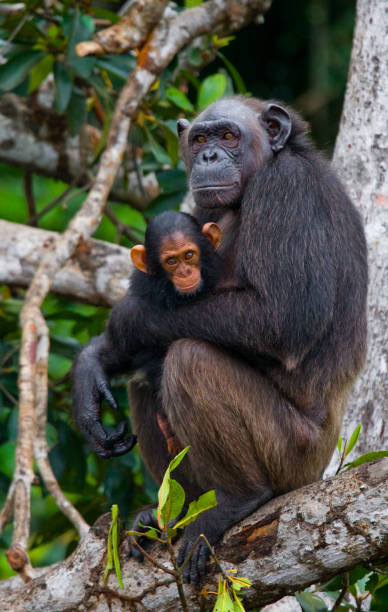 istock A female chimpanzee with a baby on mangrove trees. 682804708