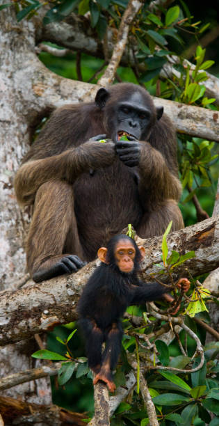 istock A female chimpanzee with a baby on mangrove trees. 682804718