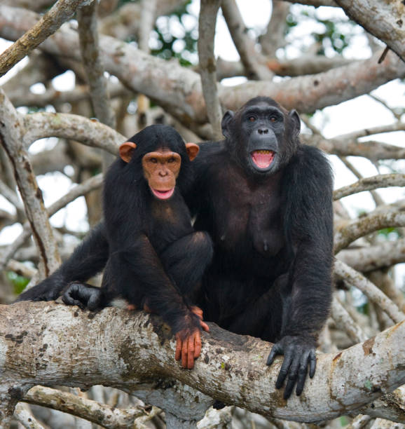 istock A female chimpanzee with a baby on mangrove trees. 682804752
