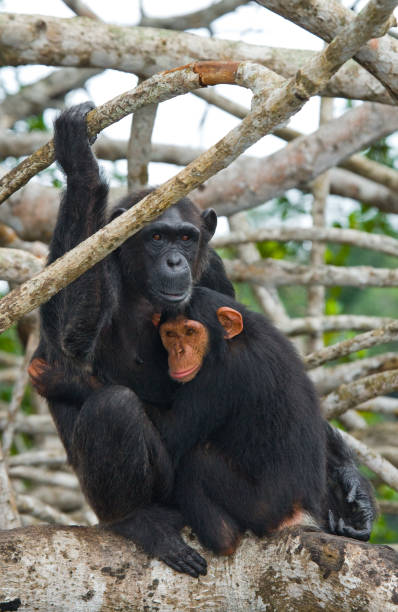 istock A female chimpanzee with a baby on mangrove trees. 682804764