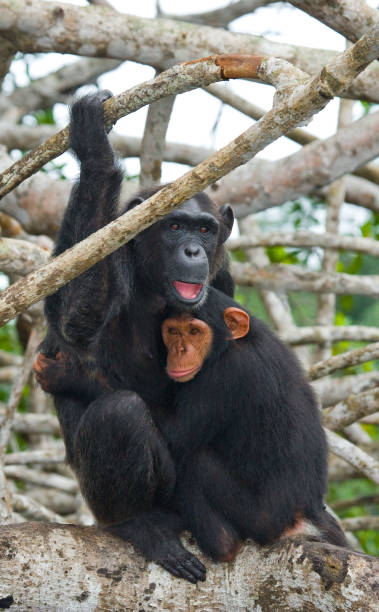 istock A female chimpanzee with a baby on mangrove trees. 682804770