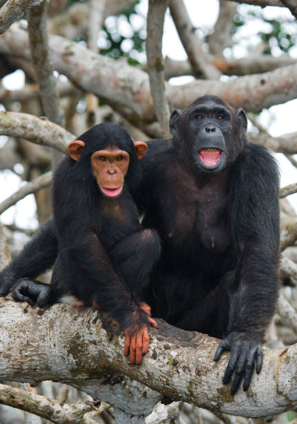 istock A female chimpanzee with a baby on mangrove trees. 682804772