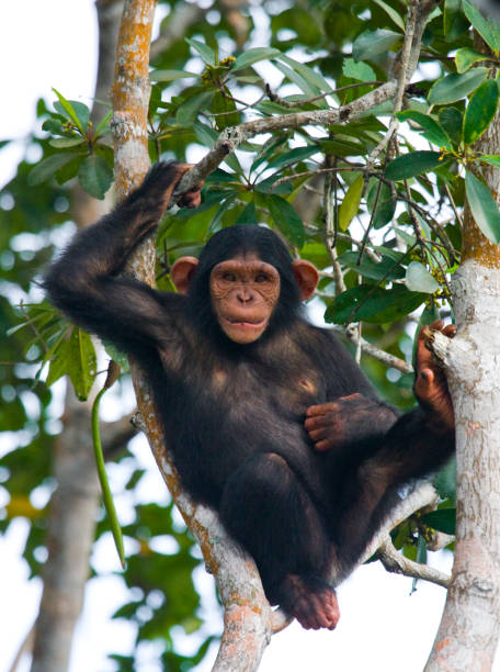 istock A baby chimpanzee on mangrove branches. 682804790
