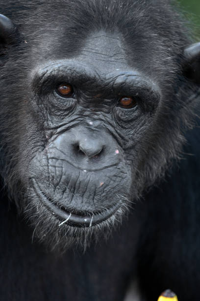istock Portrait of a male chimpanzee. 682804798