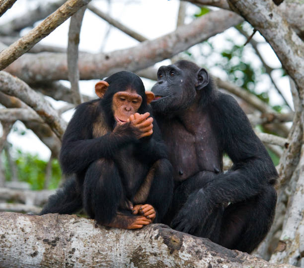 istock A female chimpanzee with a baby on mangrove trees. 682804808
