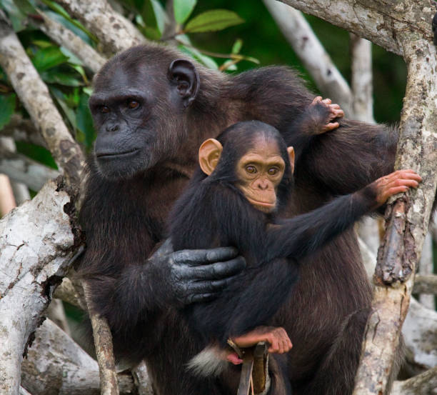 istock A female chimpanzee with a baby on mangrove trees. 682804830
