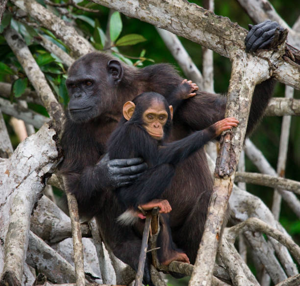 istock A female chimpanzee with a baby on mangrove trees. 682804832