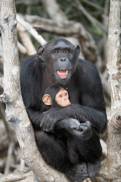 istock A female chimpanzee with a baby on mangrove trees. 682804838