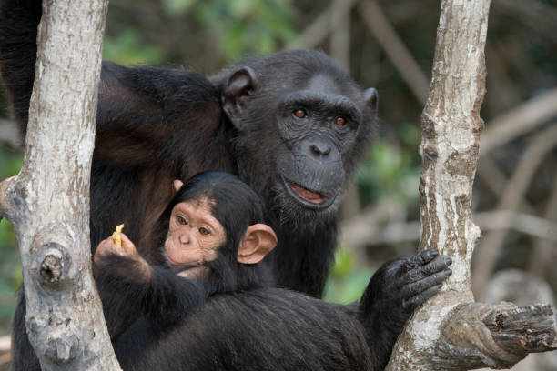 istock A female chimpanzee with a baby on mangrove trees. 682804840