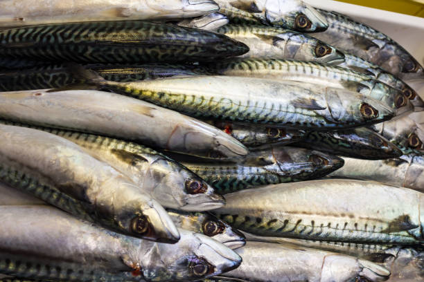 istock Sea fish on market stalls 682804860