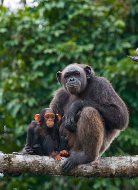 istock A female chimpanzee with a baby on mangrove trees. 682804906