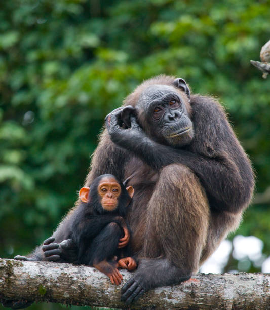 istock A female chimpanzee with a baby on mangrove trees. 682804914